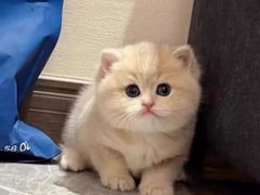 -猫十亿·布偶金渐层·曼基康矮脚猫舍(青年路店)
