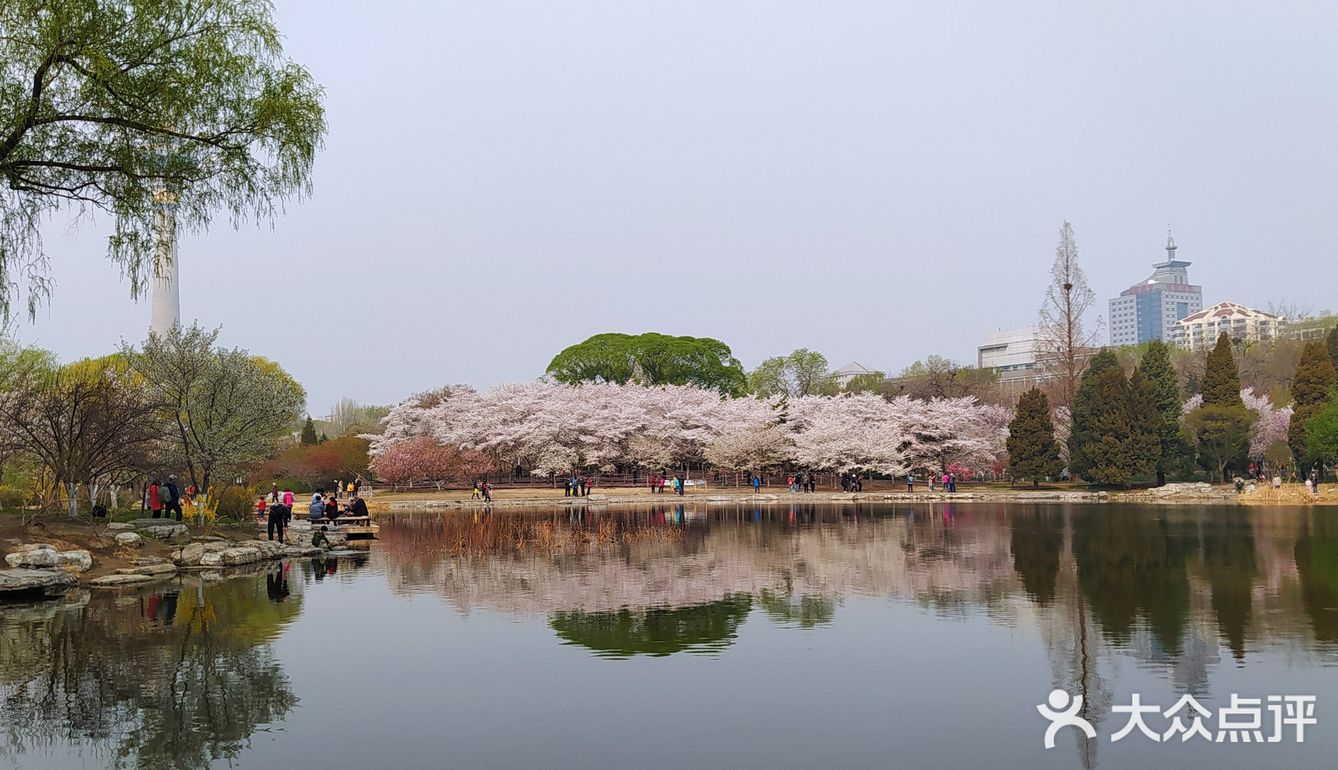 醉美櫻花 玉淵潭公園位於北京市海淀區西三環中路10號