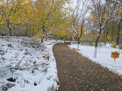 -大兴滨河森林公园