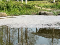 -长田漾湿地公园