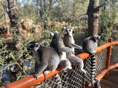 -北京野生动物园