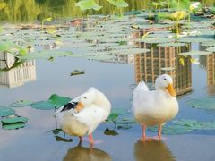 -木塔寺遗址生态公园