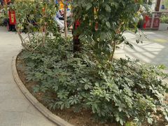 -南宫五洲植物乐园