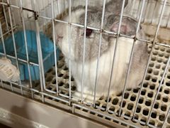 -楼上猫咖(罗湖店)