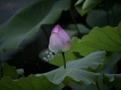 -荔湾湖公园