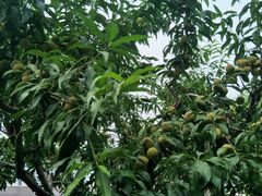 -大兴滨河森林公园