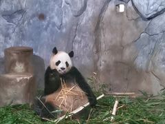 -深圳野生动物园