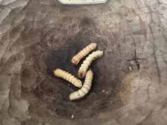 -太平天国侍王府