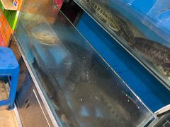-小唐小四川水煮鱼(北三路店)