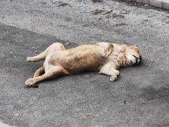 -大连森林动物园