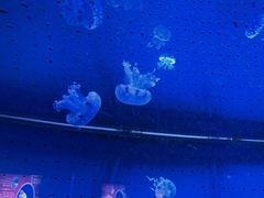 -厦门海底世界