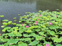-东平国家森林公园