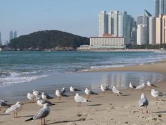 -海云台海滩