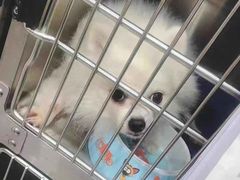 -安安宠医宠物医院·异宠·犬猫内科(岳阳分院)