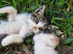 -海边的猫和咖啡馆