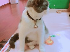 -李小姐の猫咖啡馆(五角场店)
