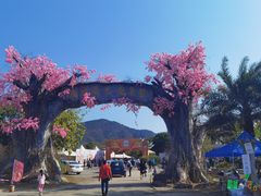 -天适樱花悠乐园