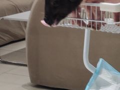 -怪兽屋·羊驼·猫咖·狗咖(俊华广场店)