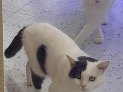 -喵园·猫主题咖啡厅·撸猫·猫咖(国贸店)