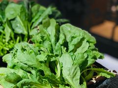 茼蒿-湊湊火锅·茶憩(和平大悦城店)