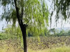 -盘龙城遗址博物院