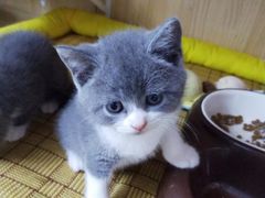 -小小班私人影院·猫咖(万达茂广场店)