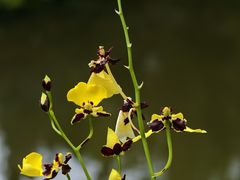 -东莞植物园