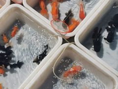 -中环花鸟鱼虫市场
