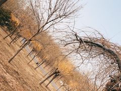 -东郊湿地公园