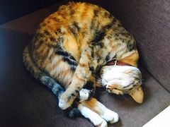 -猫的天空之城概念书店(杭州南宋御街店)