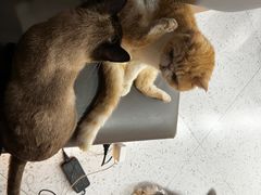 -喵园·猫主题咖啡厅·撸猫·猫咖(国贸店)