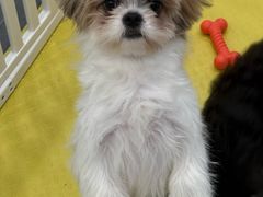 -有喵·猫咖·狗咖·30几只猫10只小狗(岗厦店)