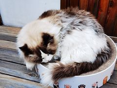 -喵屿·大理花园猫咖