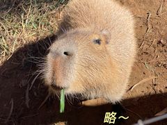 -云南野生动物园