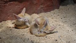 -Zoolung Zoolung动物主题公园(海信广场店)