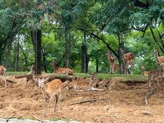 -秦皇岛野生动物园