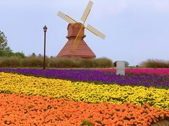 -杭州湾海上花田景区