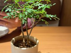 -CURRY YA 熟成咖哩專門店(深圳湾万象城店)
