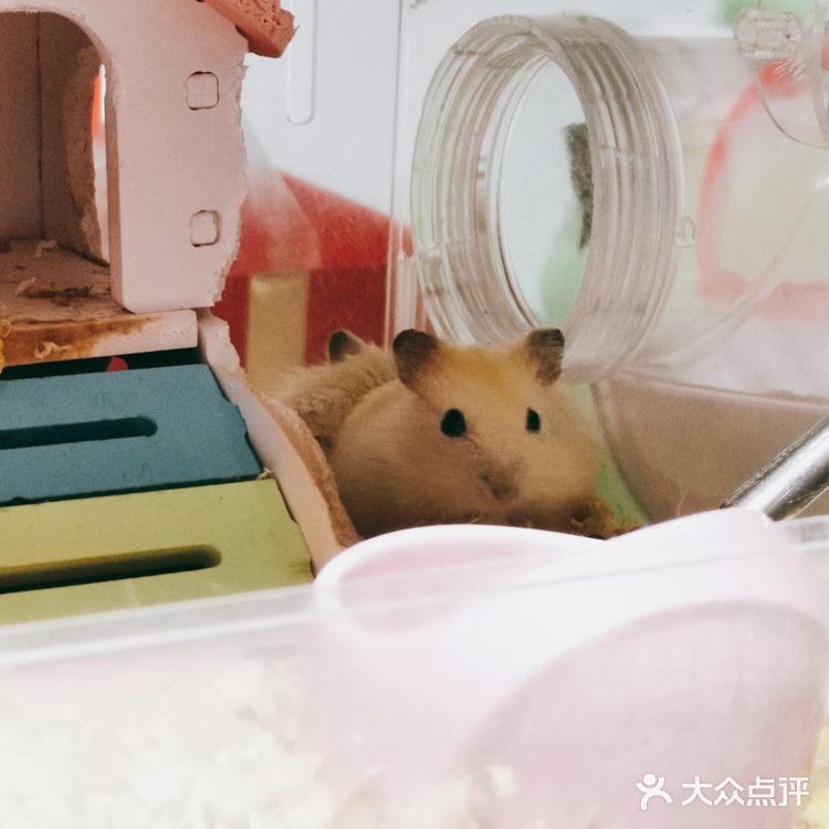 繁殖能力报表的小仓鼠（一家16口）