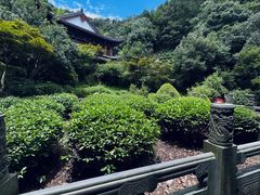-十八棵（老龙井）御茶园(老龙井店)