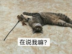 -宠爱国际动物医院· 猫科· 外科·中兽医(长白店)