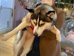 -Husky Go! 哈士奇体验馆·宠物咖啡厅狗咖