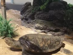 -中国（海南）南海博物馆