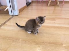 -猫咪派对(江南西店)