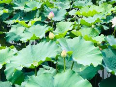 -荷塘月色湿地公园·向阳花洲