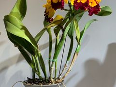 -北京植物园-展览温室