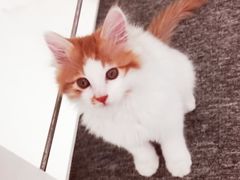 -猫大福·Fortune Cat猫舍(百子湾店)