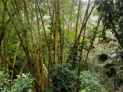 -滴水岩森林公园