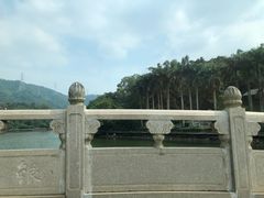 -银湖山郊野公园-相思林