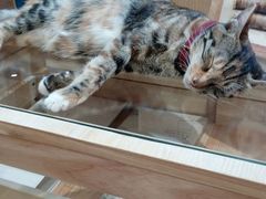 -猫的天空之城概念书店(杭州南宋御街店)